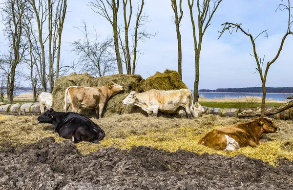 Vaches pâturant sur le terrain — Photo