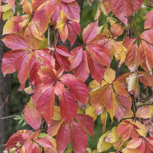 Färgglada löv på marken — Stockfoto