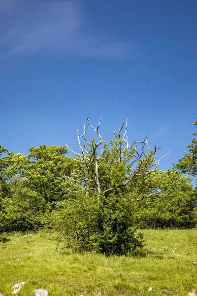 Παλιό δέντρο σε λίμνη του Narlay — Φωτογραφία Αρχείου