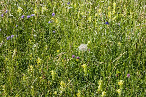 Fleur blowball pousse à la prairie sauvage — Photo
