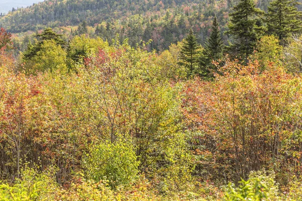 Bomen op de witte bergen national forest in nazomer kleuren — Stockfoto