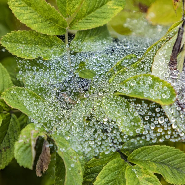 Капли воды в паучьей сети — стоковое фото