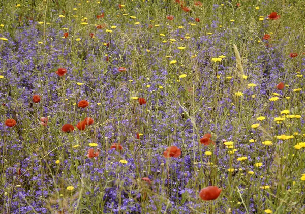 Wild flower meadow — Stock fotografie