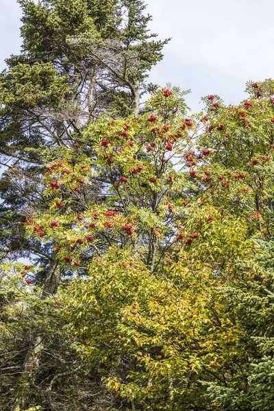 Arbres à blanc Montagnes forêt nationale dans les couleurs d'été indiennes — Photo