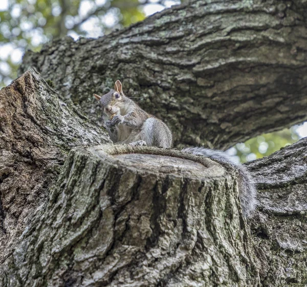 Squirrel at the tree — Stock Photo, Image