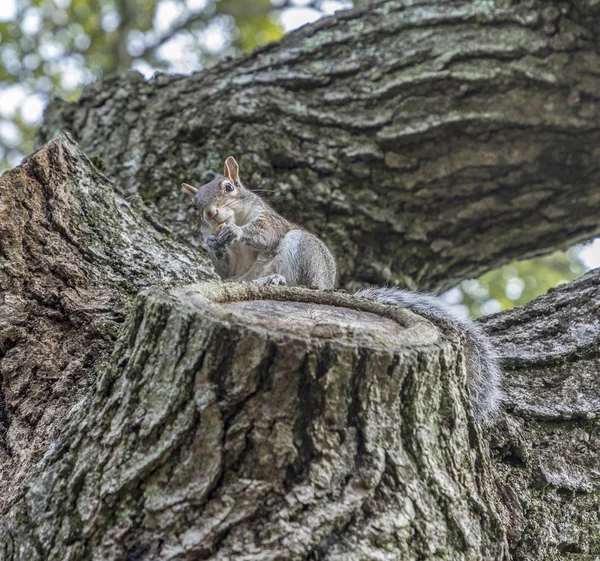 Ardilla en el árbol — Foto de Stock