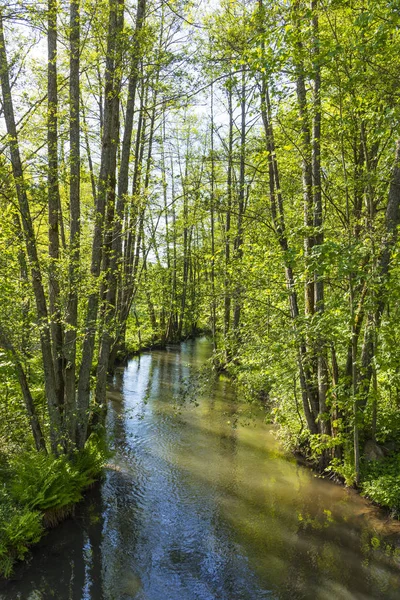 Kleiner Bach hafenlohr fließt durch den dichten Wildwald — Stockfoto