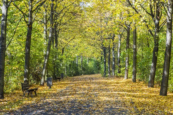 Pastırma yazı renkleri Frankfur Grueneburg parkında ağaçlarda — Stok fotoğraf