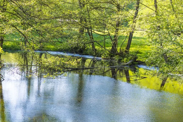 Small creek hafenlohr flows through the dense wild forest — Stock Photo, Image