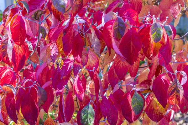 Árboles en colores indios de verano en el Grueneburg Park en Frankfur —  Fotos de Stock