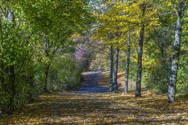 Árboles en colores indios de verano en el Grueneburg Park en Frankfur — Foto de Stock