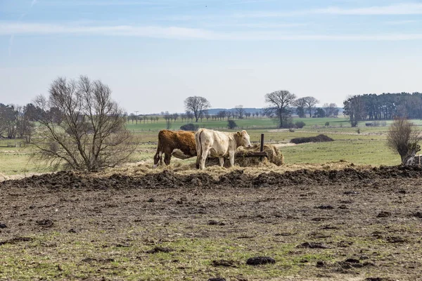 Vacas que pastam no campo — Fotografia de Stock