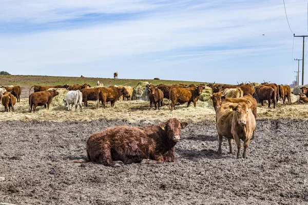 Cows grazing at the field — Stock Photo, Image