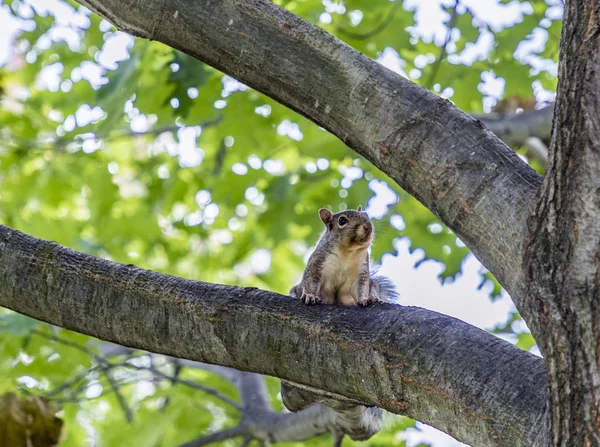 Eekhoorn op de boom — Stockfoto