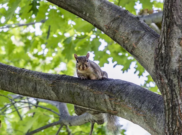 Squirrel at the tree — Stock Photo, Image