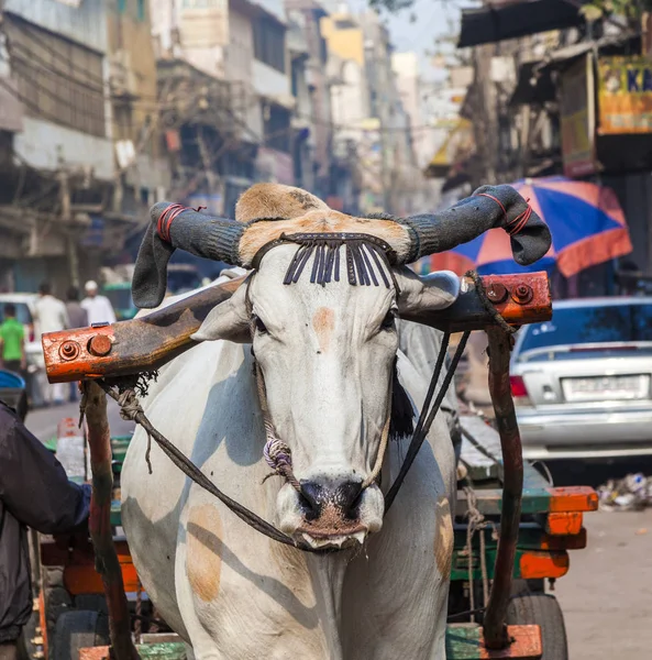 Ox cart transportation on early morning  in Delhi, India