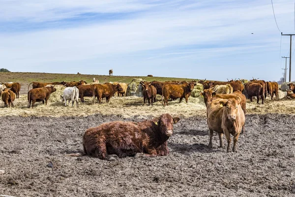 Krávy pasoucí se na poli — Stock fotografie