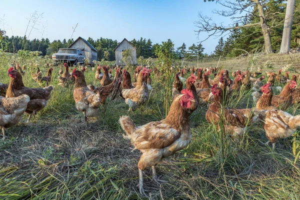 Pollo en un prado verde — Foto de Stock