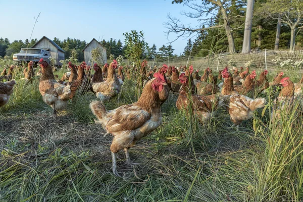 Pollo en un prado verde — Foto de Stock