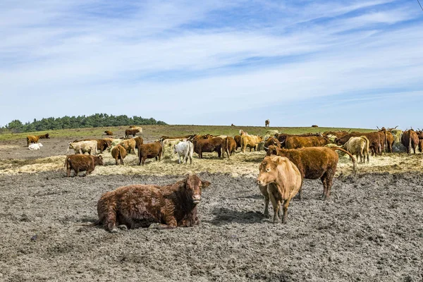 Vaches pâturant sur le terrain — Photo