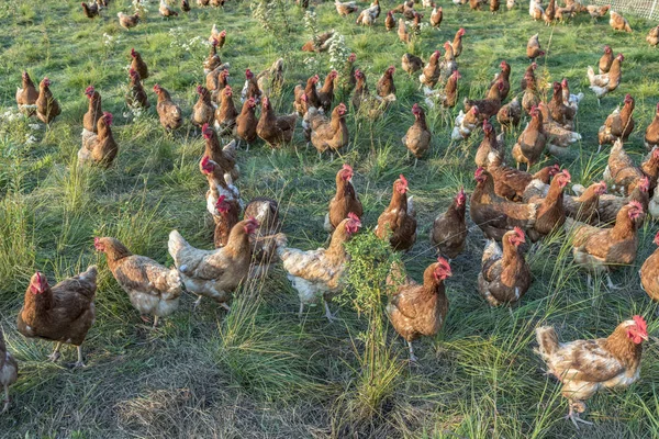 Pollo en un prado verde — Foto de Stock