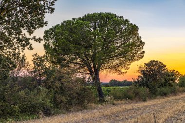 günbatımı Provence alan ve tipik ağaçları ile 