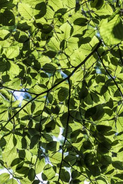 ayrıntılı olarak yeşil yaprakların harmonik desen