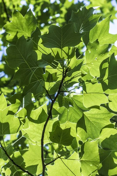 Modello armonico di foglie verdi in dettaglio — Foto Stock