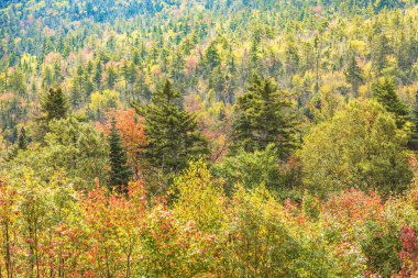 Ak Dağlar Ulusal ormanında Hint yaz renkleri, ağaçlar