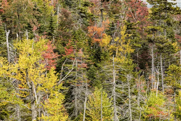 Träd vid Vita bergen national forest i Indian summer färger — Stockfoto