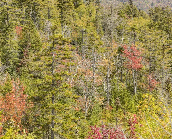 Bomen op de witte bergen national forest in nazomer kleuren — Stockfoto
