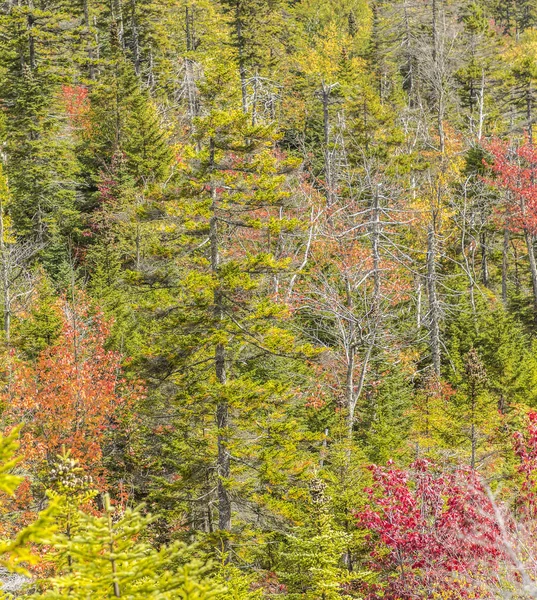 Árboles en las montañas blancas bosque nacional en colores indios de verano — Foto de Stock