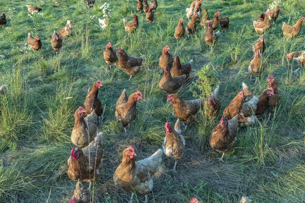 Pollo en un prado verde — Foto de Stock