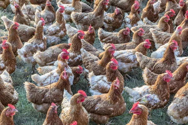 Chicken at a green meadow — Stock Photo, Image