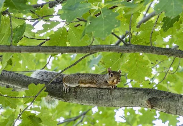 Squirrel at the tree — Stock Photo, Image