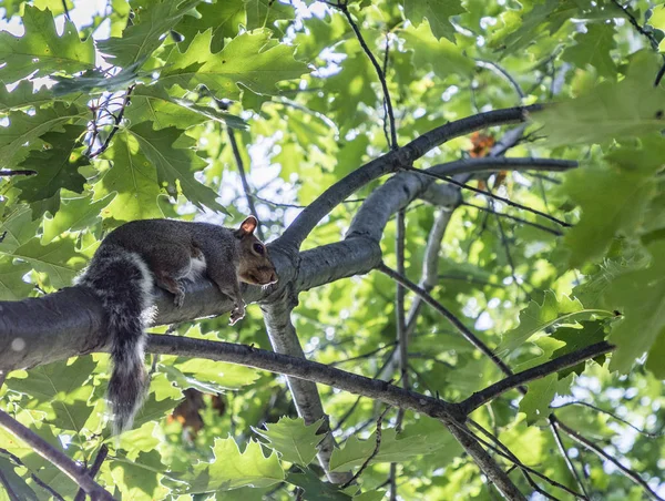 Ardilla en el árbol — Foto de Stock