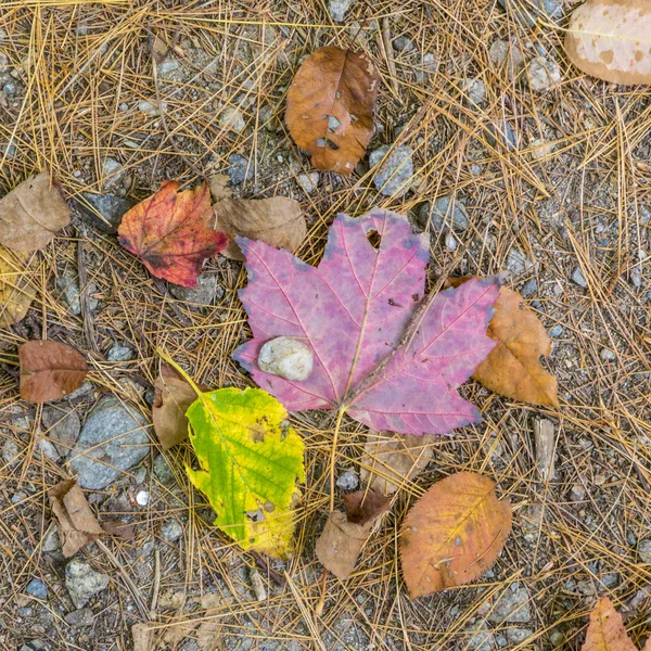 Feuilles dans la forêt aux couleurs d'été indiennes — Photo