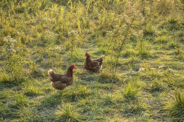 Kip op een groene weide — Stockfoto