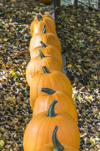 Pumkins di fila — Foto Stock