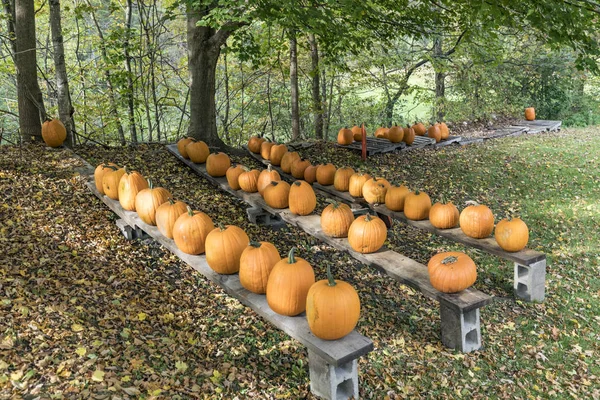 Kürbisse in einer Reihe — Stockfoto