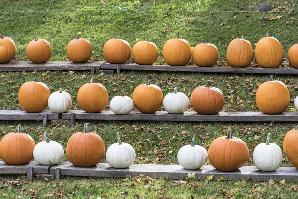 Kürbisse in einer Reihe — Stockfoto