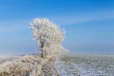Karda beyaz buz gibi ağaçlar manzara kaplı