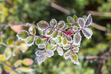 gül yaprakları üzerinde kristal buz
