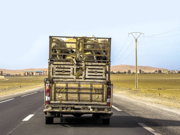 Får transport på en lastbil i Marocko — Stockfoto