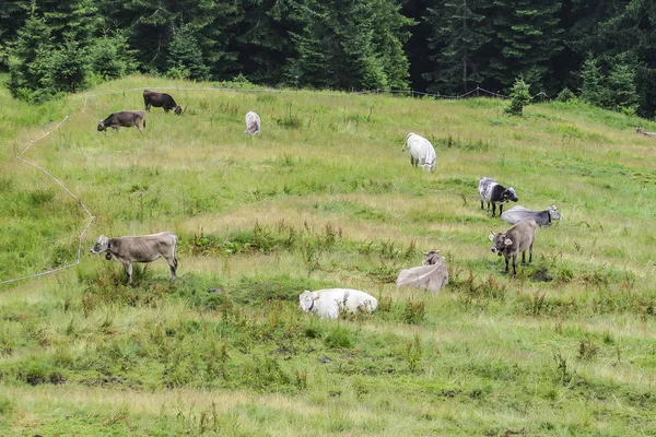 Αγελάδες που βόσκουν σε ένα λιβάδι με τις τιρολέζικες Άλπεις — Φωτογραφία Αρχείου