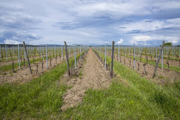 Weinberg im Rheingau, das Weinanbaugebiet am Rhein — Stockfoto