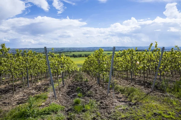 Weinberg im Rheingau, das Weinanbaugebiet am Rhein — Stockfoto