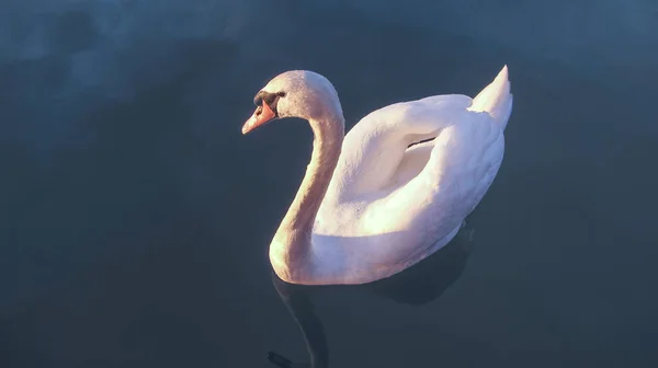 Cisne branco ao pôr do sol — Fotografia de Stock