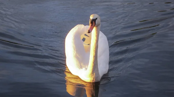 Cisne branco ao pôr do sol — Fotografia de Stock