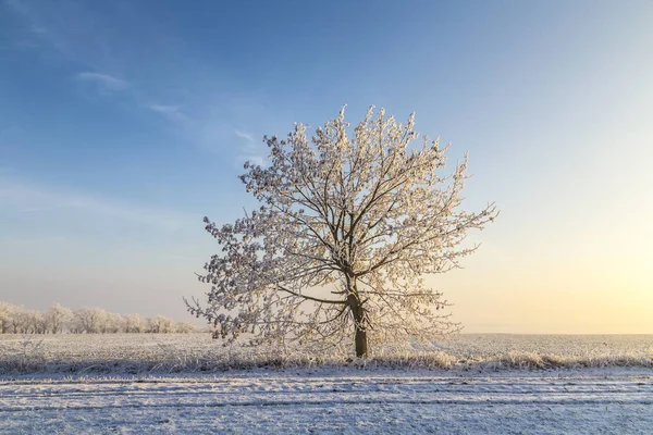 Белые ледяные деревья в заснеженном пейзаже — стоковое фото